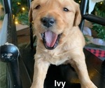 Small Photo #29 Golden Retriever Puppy For Sale in LE ROY, MN, USA