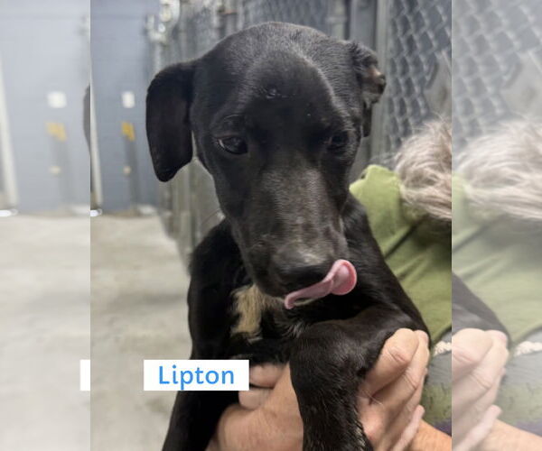 Medium Photo #3 Mutt Puppy For Sale in Pottstown, PA, USA