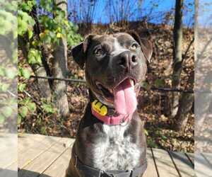 Mutt Dogs for adoption in Elmsford, NY, USA