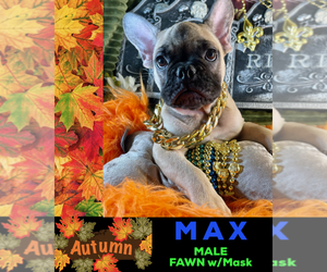 French Bulldog Puppy for sale in HEATHROW, FL, USA