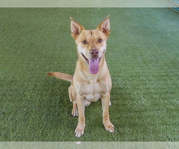 Medium Photo #2 American Pit Bull Terrier-Carolina Dog Mix Puppy For Sale in Pasadena, CA, USA
