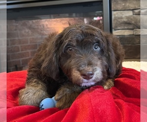 Aussie-Poo-Aussiedoodle Miniature Mix Puppy for sale in NOBLESVILLE, IN, USA