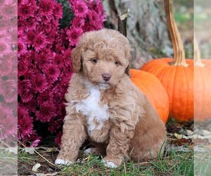 Goldendoodle-Poodle (Miniature) Mix Puppy for sale in MYERSTOWN, PA, USA