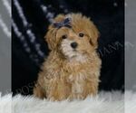 Small Photo #14 Maltipoo (Miniature) Puppy For Sale in WARSAW, IN, USA