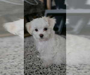 Maltese Puppy for sale in AURORA, IL, USA