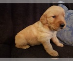 Small Photo #21 Golden Retriever Puppy For Sale in CLAREMORE, OK, USA