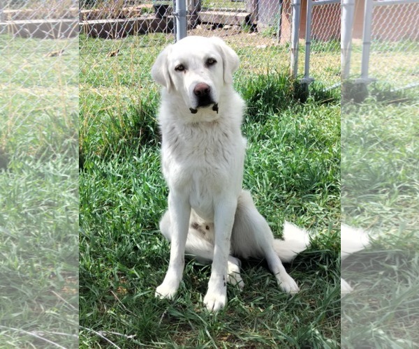 Medium Photo #1 - Mix Puppy For Sale in Bountiful, UT, USA