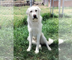 - Mix Dogs for adoption in Bountiful, UT, USA