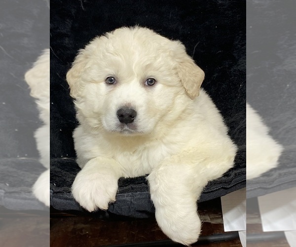 Medium Photo #1 Great Pyrenees Puppy For Sale in CANOGA, NY, USA