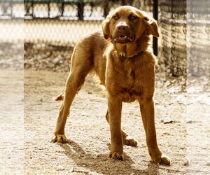 June Carter - Female Golden Shepherd Dog for Adoption - Photo #18