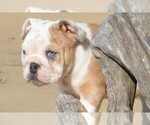 Small Photo #7 English Bulldog Puppy For Sale in STEPHENVILLE, TX, USA
