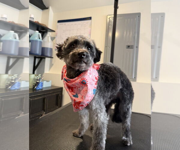 Medium Photo #2 Poodle (Miniature) Puppy For Sale in Wheaton, IL, USA