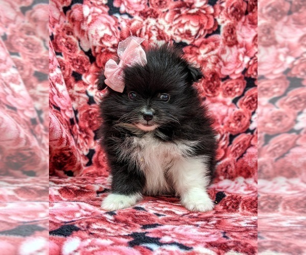 Medium Photo #2 Pomeranian Puppy For Sale in QUARRYVILLE, PA, USA