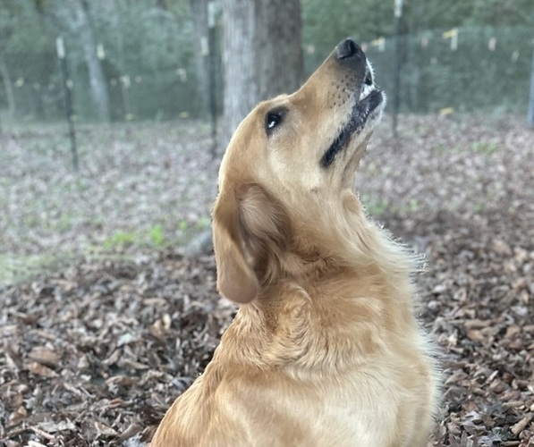 Medium Photo #1 English Cream Golden Retriever Puppy For Sale in MCCOMB, MS, USA