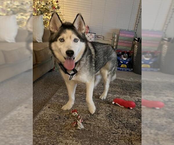 Medium Photo #1 Siberian Husky Puppy For Sale in Pasadena, TX, USA