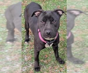 Mutt Dogs for adoption in Akron, OH, USA