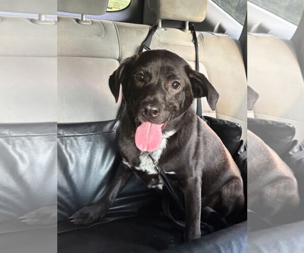 Medium Photo #1 Retriever -Unknown Mix Puppy For Sale in Holly Springs, NC, USA