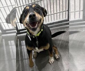 Beagle-Chihuahua Mix Dogs for adoption in Forestville, MD, USA