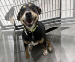 Small Beagle-Chihuahua Mix