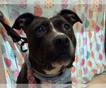 Small #4 American Staffordshire Terrier