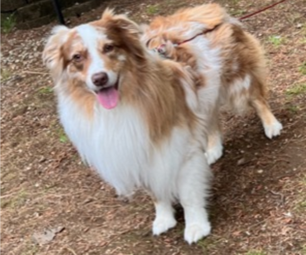 Medium Photo #1 Australian Shepherd Puppy For Sale in ROCHESTER, NH, USA