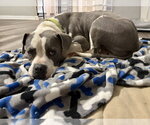 Small Photo #3 American Staffordshire Terrier-Bull Terrier Mix Puppy For Sale in Holly Springs, NC, USA