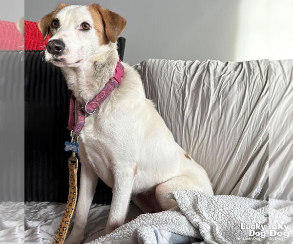 Medium Photo #7 Labrador Retriever-Retriever  Mix Puppy For Sale in Washington, DC, USA