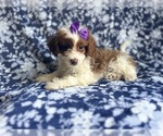 Small #7 Cavapoo