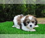 Small #1 ShihPoo