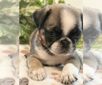 Small Photo #5 Pug Puppy For Sale in SPRING CITY, PA, USA