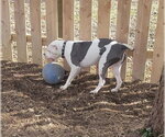 Small Photo #9 American Pit Bull Terrier-Unknown Mix Puppy For Sale in Germantown, OH, USA