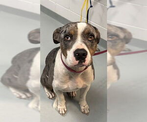 Mutt Dogs for adoption in St. Cloud, FL, USA