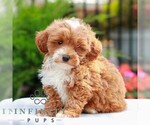 Small #3 Cavapoo (Miniature)