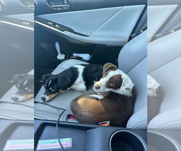 Medium Photo #2 Chihuahua-Unknown Mix Puppy For Sale in Grafton, WI, USA