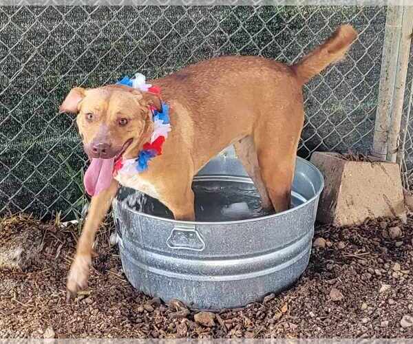 Medium Photo #11 Labrador Retriever-Red Heeler Mix Puppy For Sale in Stover, MO, USA