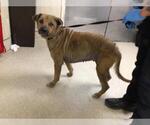 Small Shepradors