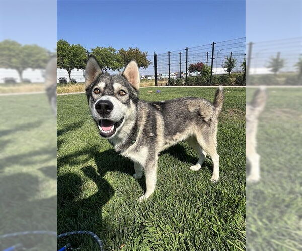 Medium Photo #1 Siberian Husky-Unknown Mix Puppy For Sale in Elk Grove, CA, USA