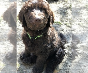 Labradoodle Puppy for sale in WYOMING, IL, USA