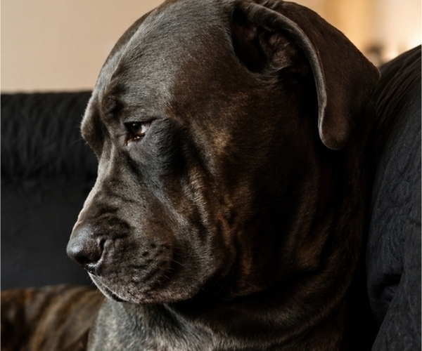 Medium Photo #1 Cane Corso Puppy For Sale in HENDERSON, NV, USA