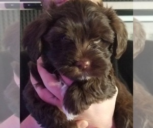 Havanese Puppy for sale in GILBERT, AZ, USA