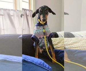 Doberman Pinscher Dogs for adoption in Bullard, TX, USA