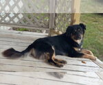 Small Photo #2 Australian Shepherd-Unknown Mix Puppy For Sale in Tabernash, CO, USA