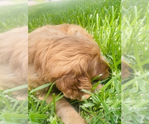 Medium Photo #13 Golden Retriever Puppy For Sale in BEDFORD, TX, USA
