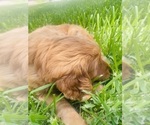 Small #12 Golden Retriever