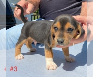 Beagle Puppy for sale in ALVATON, KY, USA