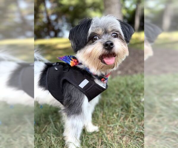 Medium Photo #2 Shih Tzu Puppy For Sale in Arlington, VA, USA