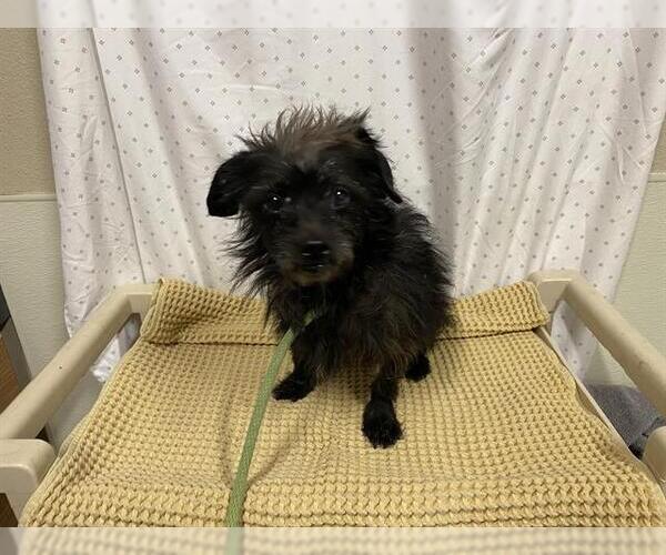 Medium Photo #1 Cairn Terrier-Unknown Mix Puppy For Sale in Modesto, CA, USA