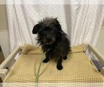 Small Cairn Terrier Mix