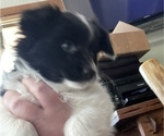 Small Photo #8 Papimo Puppy For Sale in TRUCKEE, CA, USA