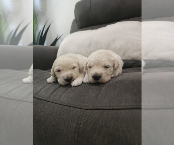 Medium Photo #2 Golden Retriever Puppy For Sale in ELVERTA, CA, USA